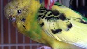 Linka na vlnitém papoušku